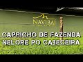 NELORE NAVIRAÍ! Com certeza você já ouviu esse nome!