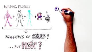 Celebrity Stem Cells 101 in 60 seconds Net Worth