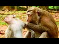 Look very so lovely monkey grooming