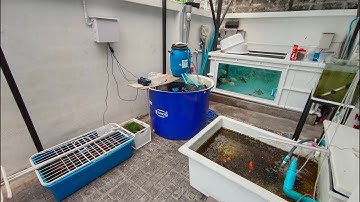 หวาน ลาดกระบัง - ดูหน้างานเตรียมการเคลื่อนย้ายปลา สลับที่อ่างปลา ลงอ่างใหม่ พร้อมทำระบบจบสวยศุกร์นี้