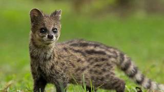 7 JENIS MUSANG YANG ADA DI INDONESIA