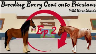 Ep 2 of Breeding Every Coat onto Friesians  Wild Horse Islands