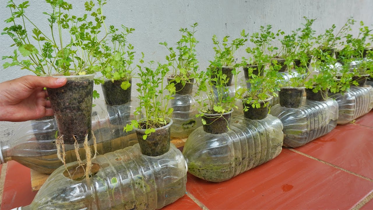 Smart idea, using plastic bottles to grow coriander. Fast and easy to make