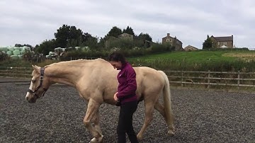 Teaching Snowy to ‘fetch’ - Positive Reinforcement Training for Horses