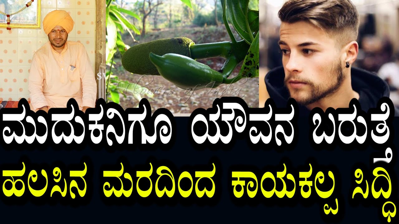 Yogananda Guruji | 81 | 80ವರ್ಷದ ಮುದುಕ 20ರ ಚಿರ ಯುವಕ ಆಗುತ್ತಾನೆ | ಹಲಸಿನ ಮರದ ಕಾಯಕಲ್ಪ ಸಿದ್ದಿ