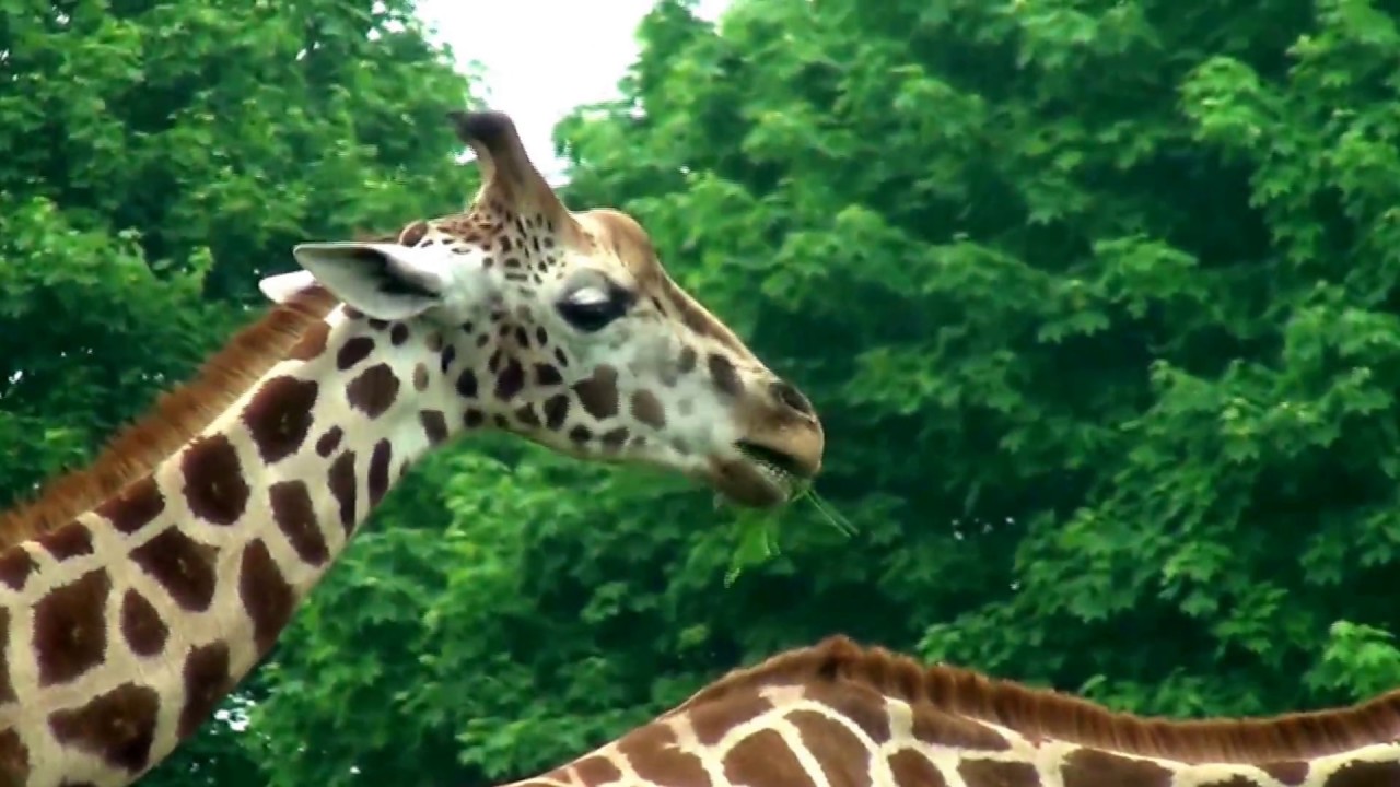 Eläimiä ja luontoa - Hirviantilooppi, husaariapina, knuu, mustakarhu, kirahvi, seepra ym.