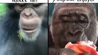 shitpostatus 31