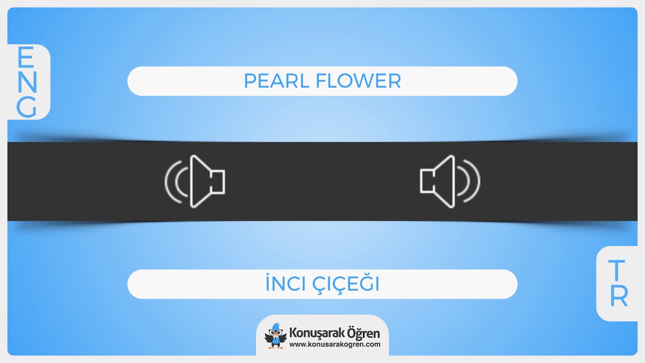 Pearl flower Nedir? Pearl flower İngilizce Türkçe Anlamı Ne Demek? Nasıl Okunur? Çeviri Sözlük