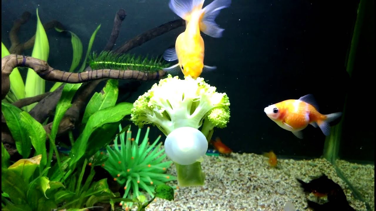 Feeding my goldfish with broccoli YouTube