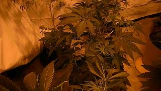 Cannabis & more with James