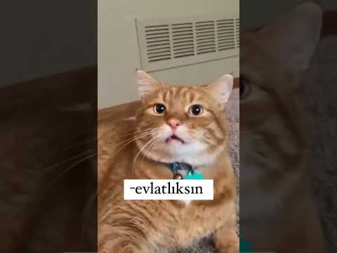sen evlatlıksın #shorts