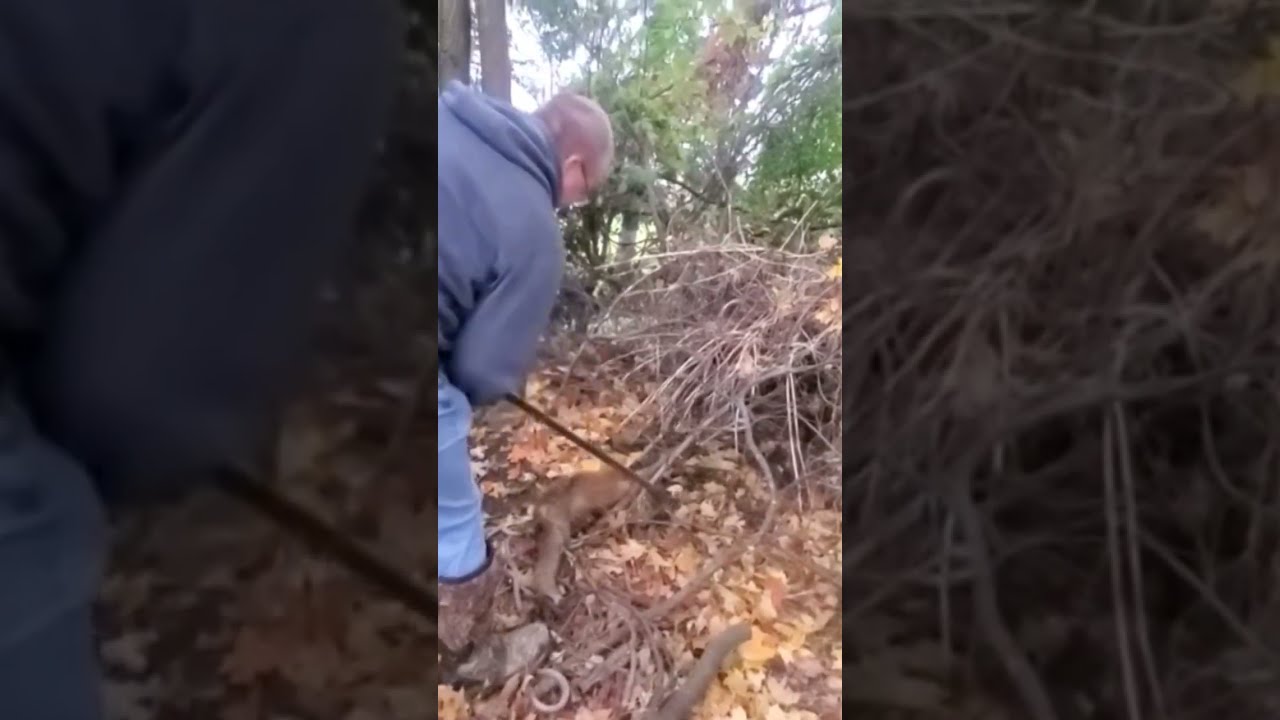 Trapper Releases Another Fox Unharmed Hunting Trap Wildlife Easterncoyote