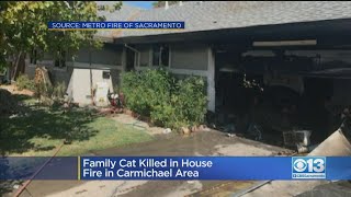 3 Dogs Rescued From Residential Fire In Carmichael; 1 Cat Dead
