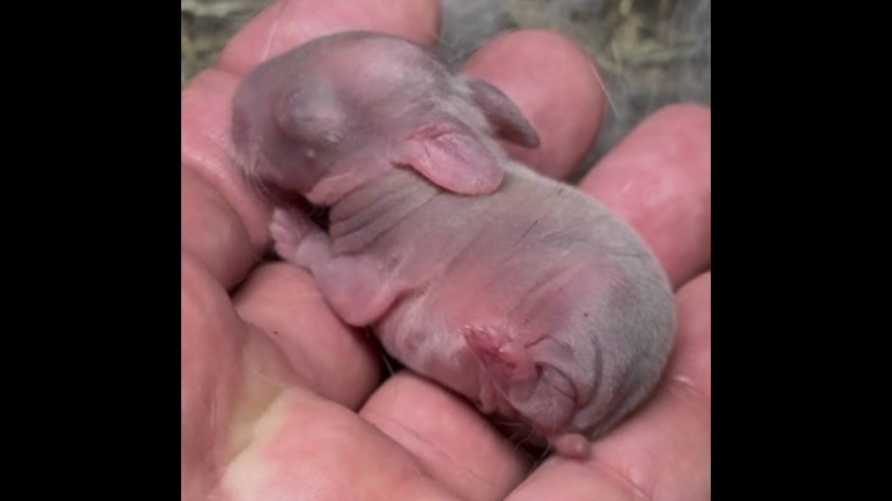 Poker Alice & Sleeper Holland Lop Litter