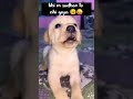 #khi m sudhar to nhi gya#cutedogfunny#videoviralyoutube🤣😂😂😂