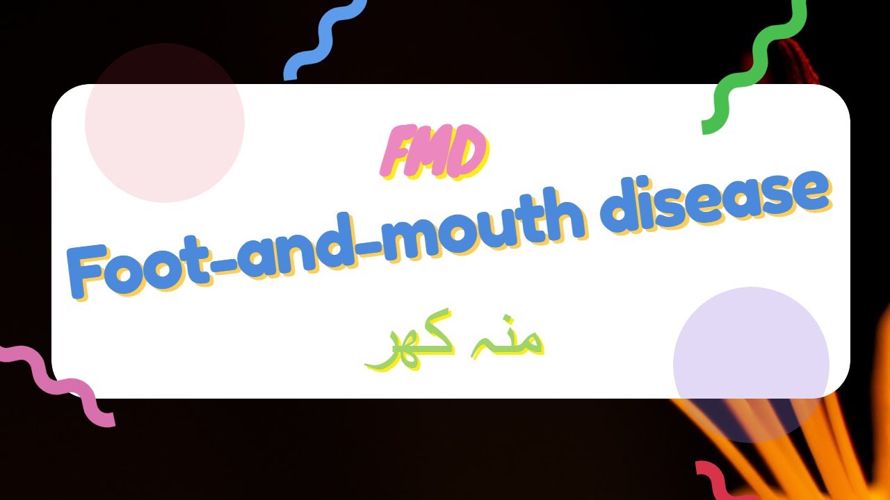 منہ کھر Footandmouth disease (FMD) Urdu/ Hindi FMD footmouthdisease