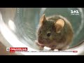 Як живуть лабораторні миші та як вони допомагають рятувати життя людей