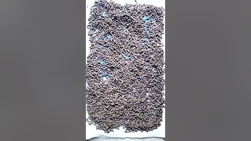 Part 1: Fish Feed Produced with BSF Meal as the main Protein Source