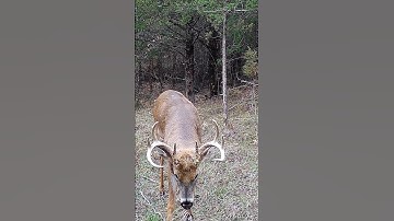 MORE Deer On Your Property, Hunting Habitat Tips For Bucks #shorts #hunting #bowhunting #deerseason