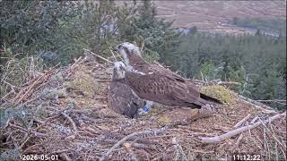 Loch Doon Ospreys How to get the other to move off eggs 1st May 2026