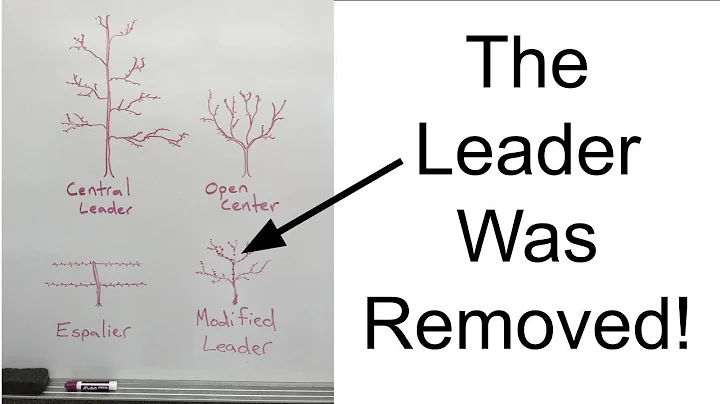 Modified Central Leaders in Fruit Trees