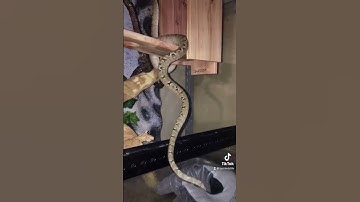 Antsy Amazon Tree Boa