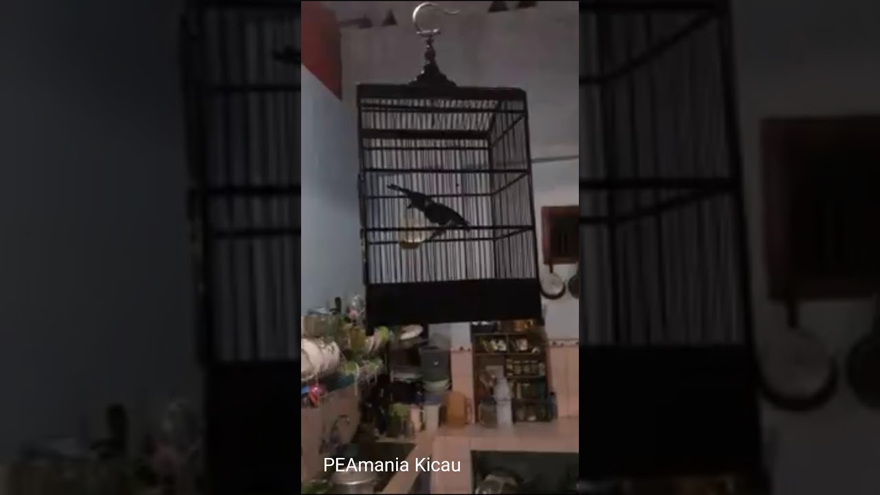 Burung cililin gacor cor keras padat 