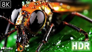 THE INSECT - 8K (60FPS) ULTRA HD - With Nature Sounds and flowers (Colorfully Dynamic)