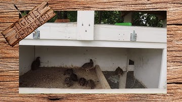 Adding Some Baby Quail to The Breeding Flock