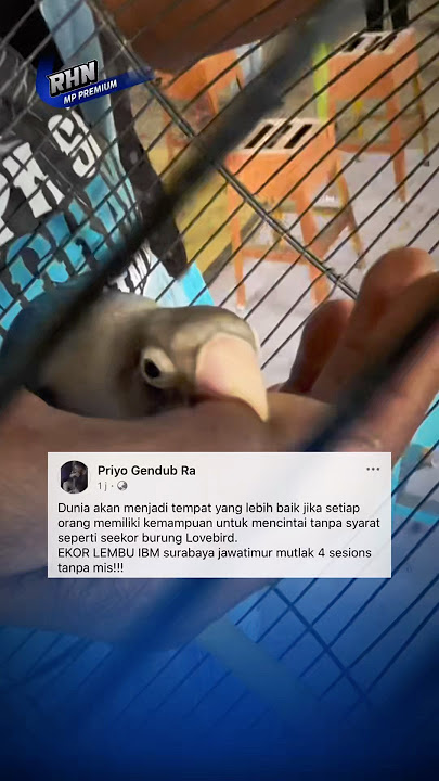 Ekor lembu masih menjadi yang terbaik.#lovebird #lovebirdmania #lovebirdkonslet #rhnsalatiga #fypシ゚