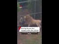 Zoo Reopens After Lion Attack Zoo Reopens After Lion Attack