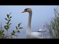 Гёйгёль и лебеди - музыка заповедного озера | Film Studio Aves