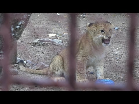 В Перми появился свой король-лев