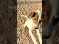 My Lovely Dog Reaction #dog #shorts