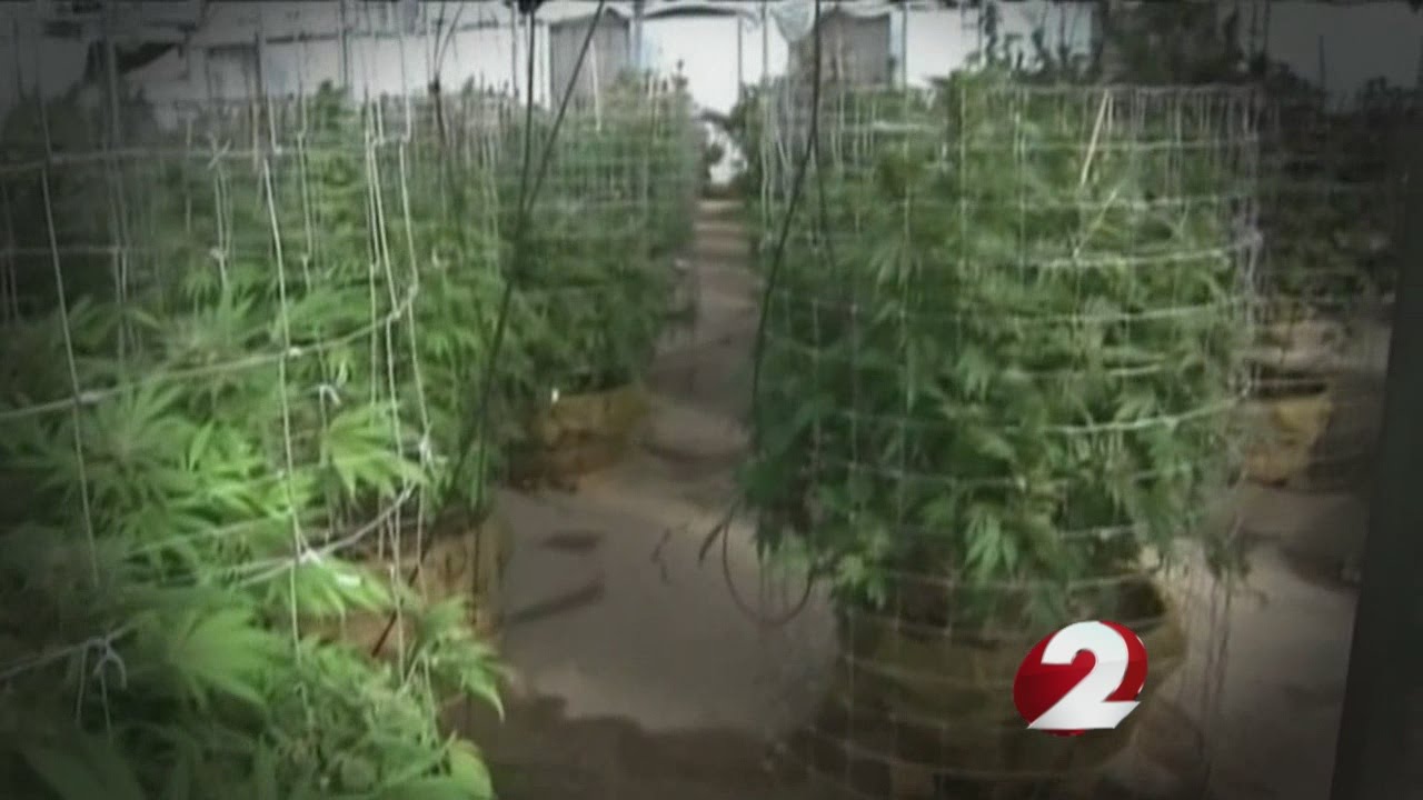 Plant to patient: how medical marijuana will work in Ohio