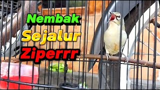 Masteran Pleci Nembak Sejalur Ziper