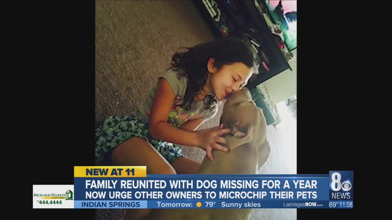 Family reunited with dog missing for a year - YouTube