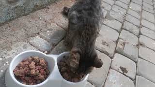 Stray Stars: Providing Sustenance to Street Kitties