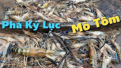 Phá Kỷ Lục Gần 5 Năm Săn Bắt Clip Mò Tôm Sông Trúng Nhất Của Kênh | Cù Lao Dung Vlogs #931