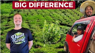 PHILIPPINES FARMING SUCCESS? Big Calamansi Growth And Cateel Friends! by Kumander Daot 104,568 views 4 months ago 23 minutes