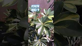 Wali 9 Tanaman Hias  Sembilan Waliduoratudaun