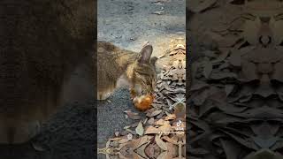 Cat & His Chicken! Who knew! #viral #catvideos #fypシ゚viral #funny #cats #funniestvideo #catshorts