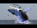 الحوت الازرق نهاية العالم 