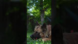 German Shepherd Chewing a Best Bully Sticks Hickory Smoked Bully &amp; Collagen Stick