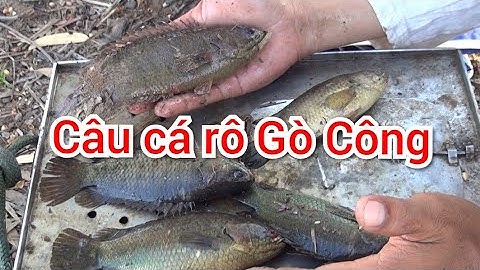 Câu Cá Rô Gò Công Cùng Cần Cao Thủ Sài Thành (Tập 14)