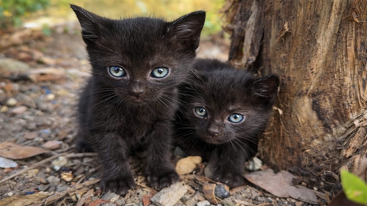 Motherless and Starving, I adopted and cared for these two kittens, and they now have a happy home.