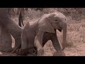 Elephant Mother Faces Horrible Decision |  Africa | BBC Earth