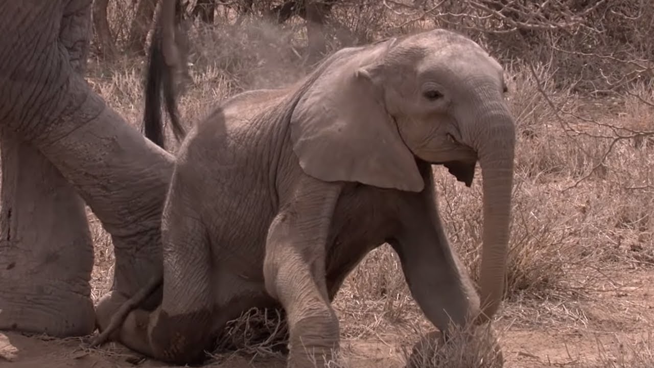 Elephant Mother Faces Horrible Decision |  Africa | BBC Earth
