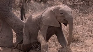 Elephant Mother Faces Horrible Decision | Africa | BBC Earth