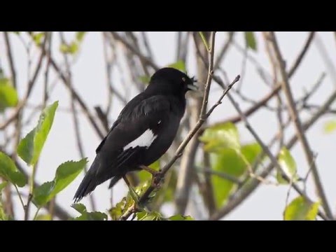 八哥 Crested Myna 